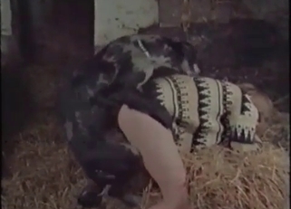 Amazing black dog fights with hot zoofil