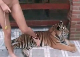 Stunning real tiger in amazing bestiality XXX