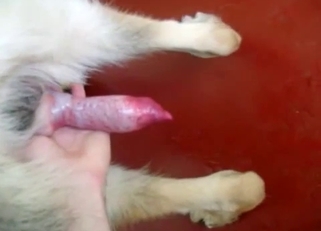 Astonishing white doggy and amazing owner
